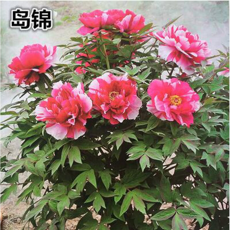 花支蕊 牡丹花种籽子 牡丹种子 牡丹花种子  洛阳 四季开花牡丹种子