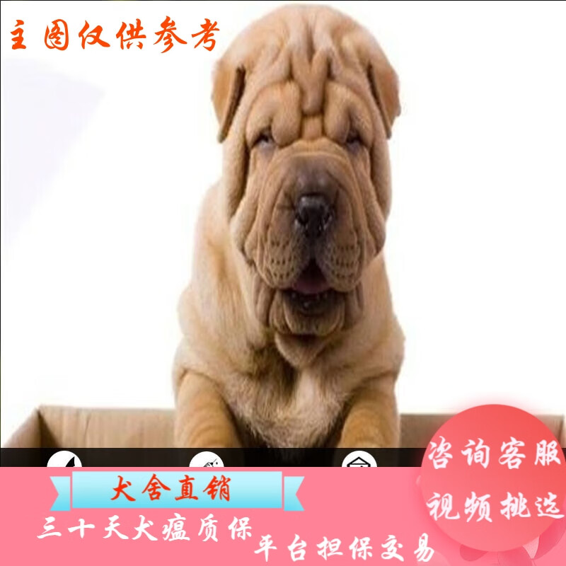 桓瑞宠物  纯种宠物狗狗活体沙皮狗幼犬幼崽中型犬 宠物级a款 公