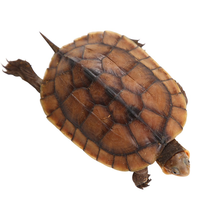 南石龟活体-质价兼备，寿命长达30年以上