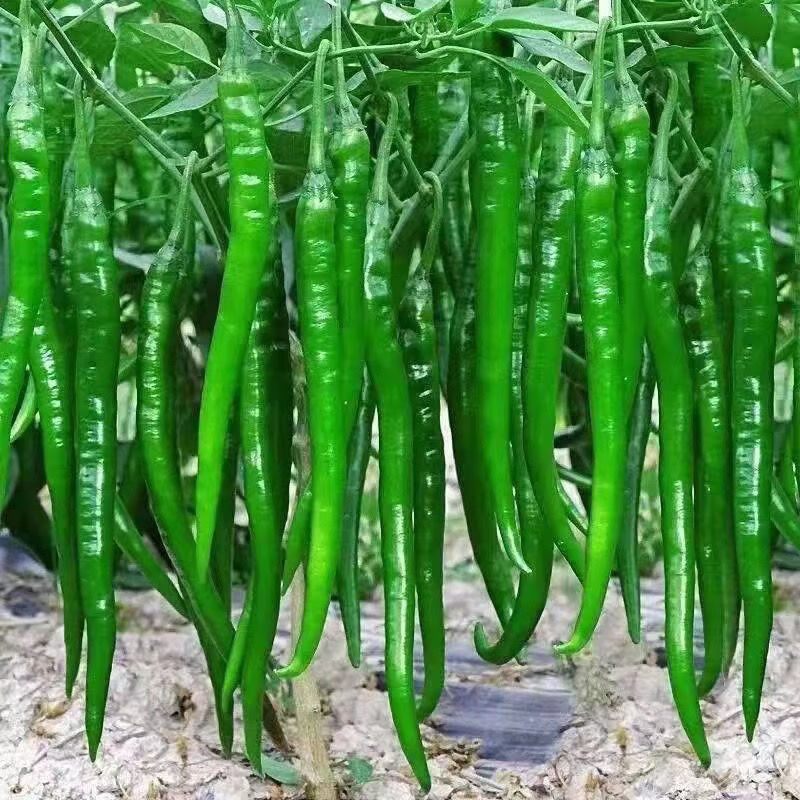 采缇新鲜青辣椒青线椒薄皮辣椒尖椒二荆条辣椒当季蔬菜批发辣椒长线椒