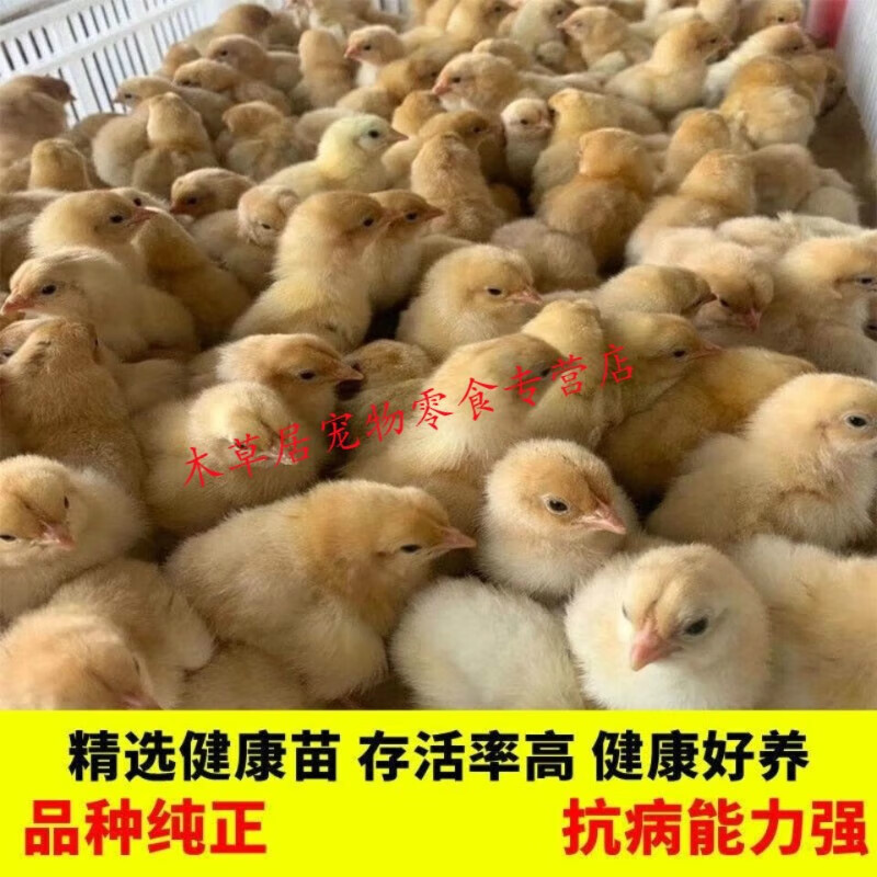 山鸡小鸡雏批发土鸡小山鸡活体三黄鸡青脚麻鸡活体小鸡 土鸡苗30只