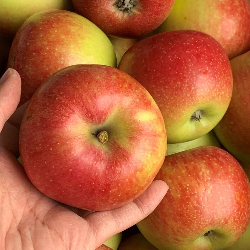 2020年产地直发现摘嘎啦红苹果早熟脆甜苹果当季孕妇水果苹果 5斤