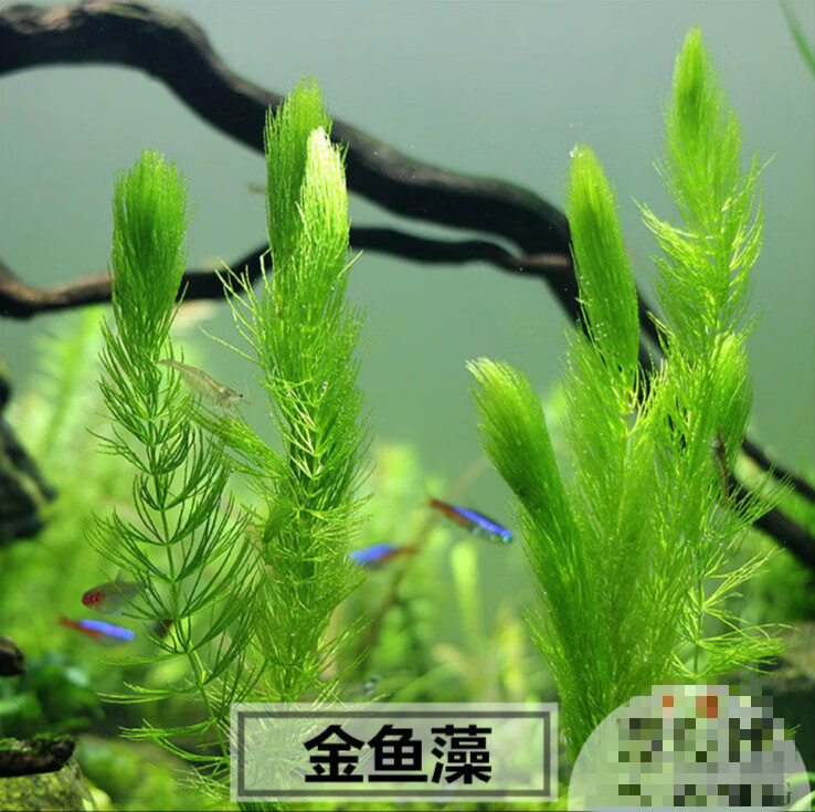 墨一好养活体水草鱼缸养鱼造景植物装饰金鱼藻蜈蚣草满天星印度小竹节