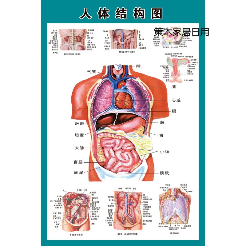 温妤(wxpyu)人体结构骨骼内脏消化神经血管肝胃生殖解剖示意图医学