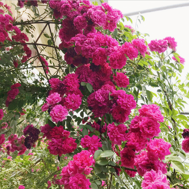 木香花花树苗红木香花四季红色爬藤植物浓香花卉黄木香白木香特大花苗