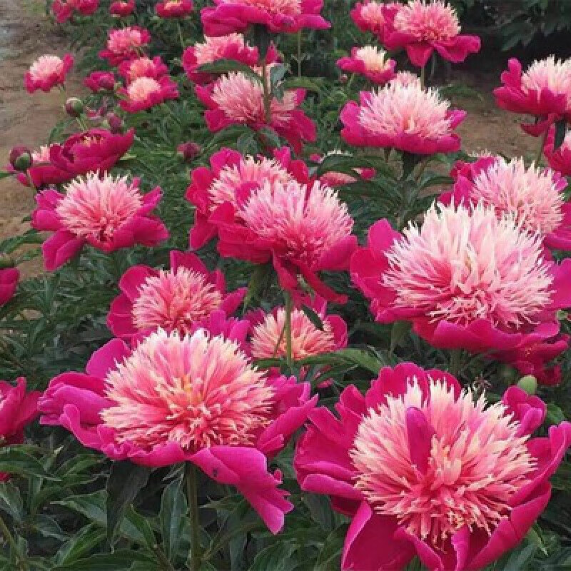 clcey芍药花树苗 重瓣庭院花卉四季开花室内盆栽植物观赏牡丹花 小玉