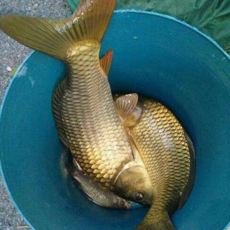 lism大水库新鲜草鱼鱼活体鲜活草混子草鲩鱼草根淡水鱼草青鱼现杀