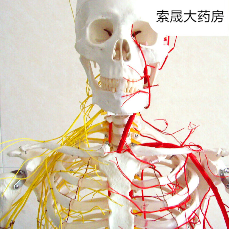 医学人体170cm骨骼神经血管骨架标本骨骼模型人体神经胸腔腹腔血 经