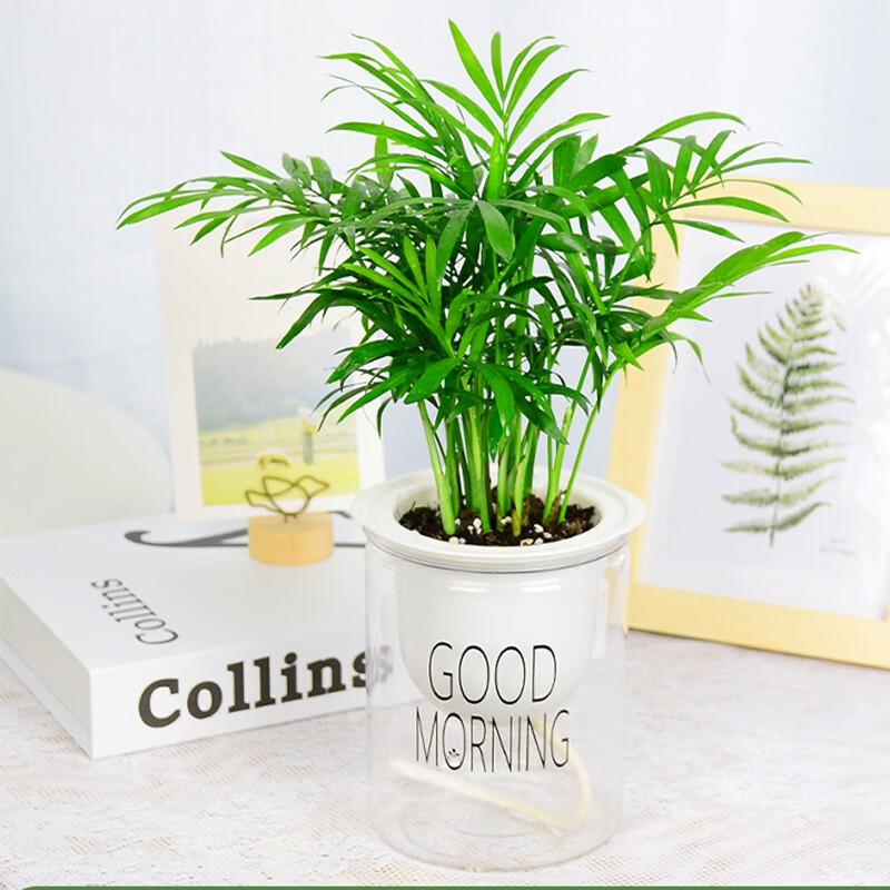 【富贵椰子】早安吸水盆