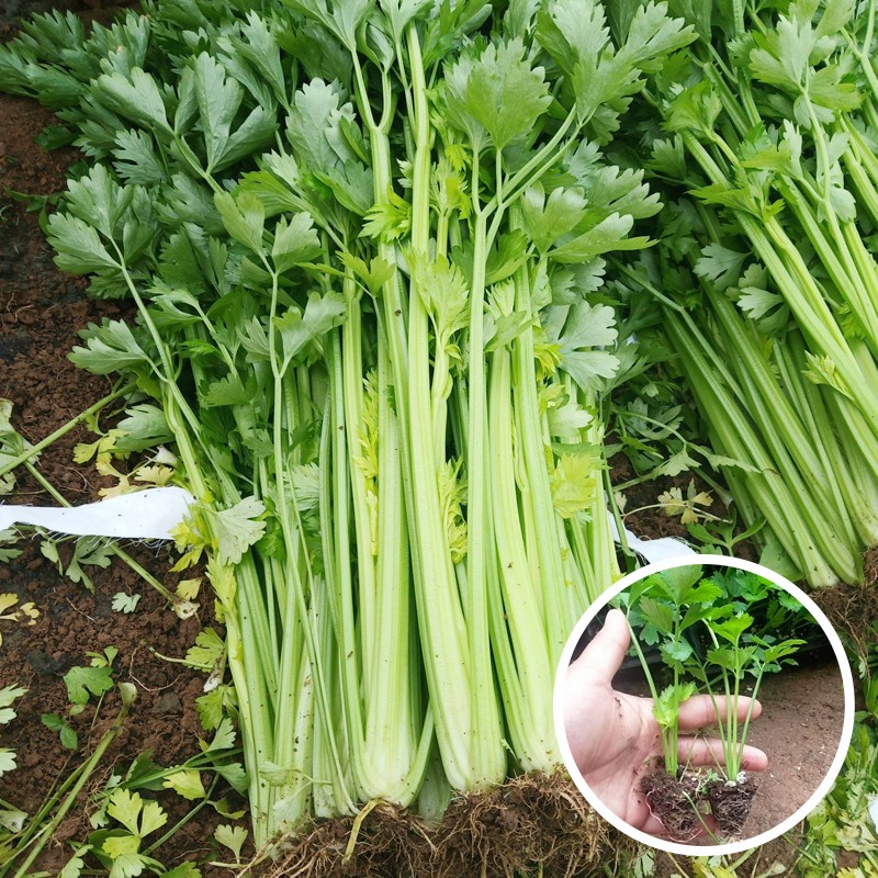 禹知蔬芹菜苗秧苗种苗西芹苗菜苗秧 蔬菜苗子批发夏季 大芹菜苗20棵