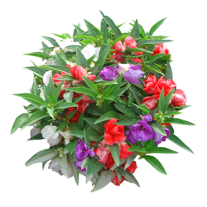 一播大地 凤仙花种子指甲花种子花种籽四季易活易种盆栽绿植庭院花卉