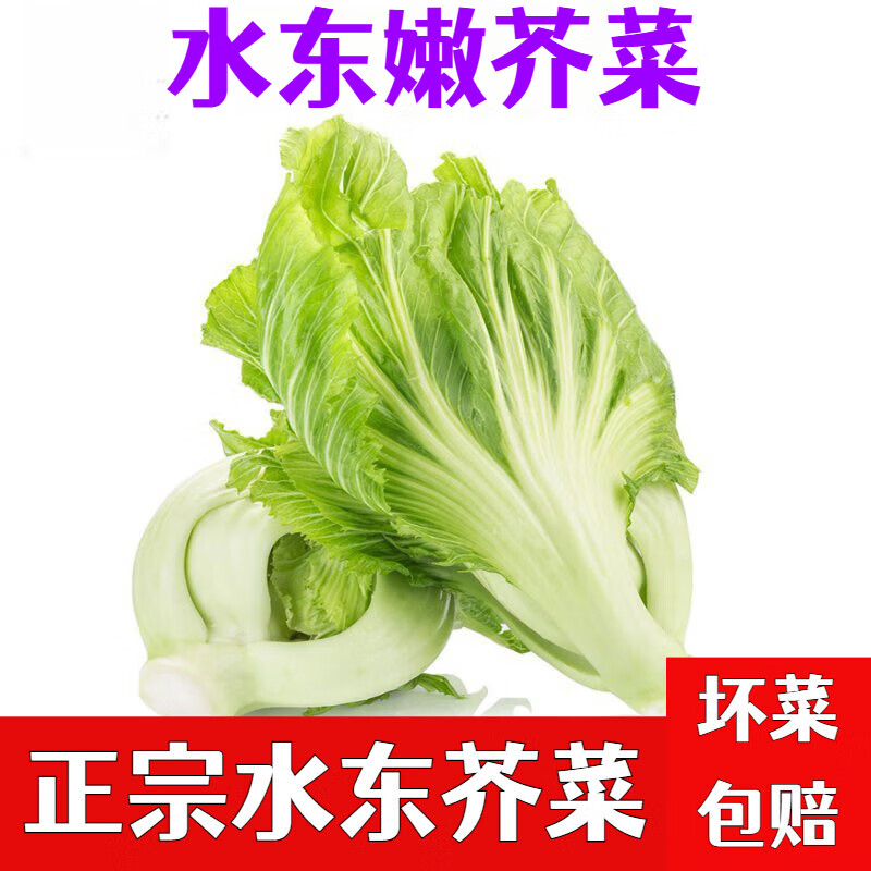 花芊茗 广东正宗水东芥菜芥菜胆电白水东芥菜新鲜水东芥菜心去叶芥菜