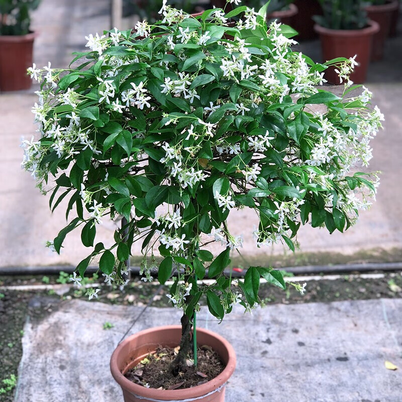 御卉阁 爬藤植物风车茉莉大苗室内阳台盆栽银丝茉莉花苗四季绿植 2年