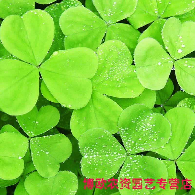 三叶草四叶草种子幸运草四季常青易种活园林绿化庭院护坡草坪种籽