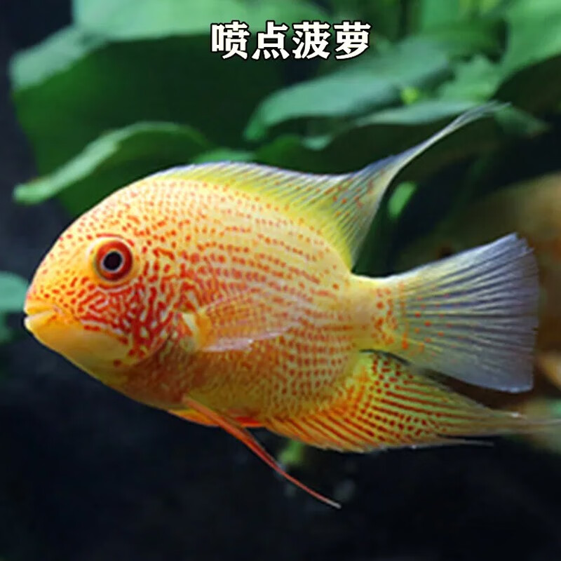 聪腾喷点菠萝鱼钻石菠萝虎斑菠萝绿巨人黑云鱼大吉大利德州豹活体 喷