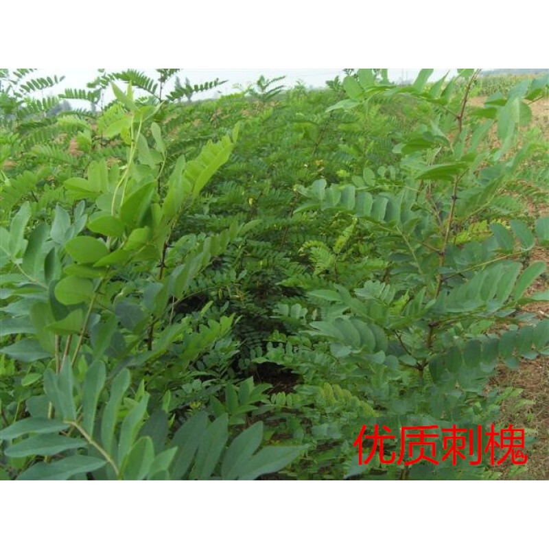 战长沙量大槐苗基地刺槐树苗洋槐树苗洋槐花树苗槐树花苗槐花树苗刺槐洋槐粗2cm-3cm 40cm(含)-50cm(不含)主图2