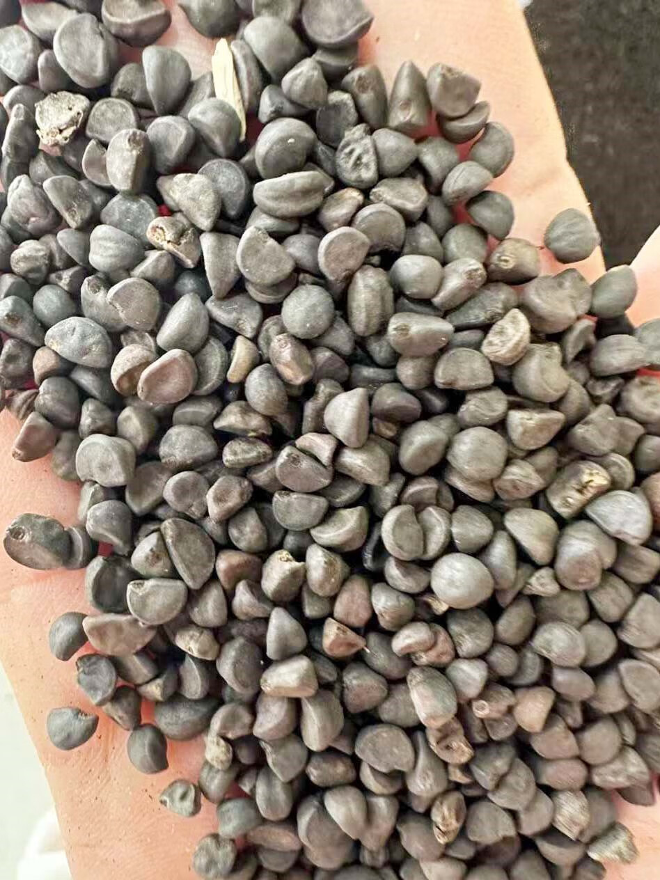 芗苒牵牛花种子四季花籽种籽籽 牵牛花种子一斤