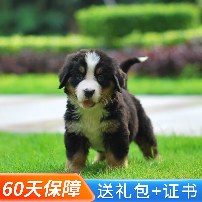 玄宠伯恩山犬幼犬幼崽宠物狗狗活体伯恩山犬活体 宠物级b 公
