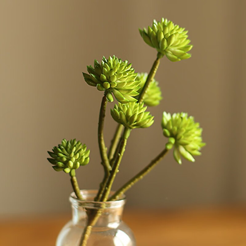 掬涵 仿真多肉植物多头石竹装饰摆件塑料手感胶花簇花束绿植 春色纯绿