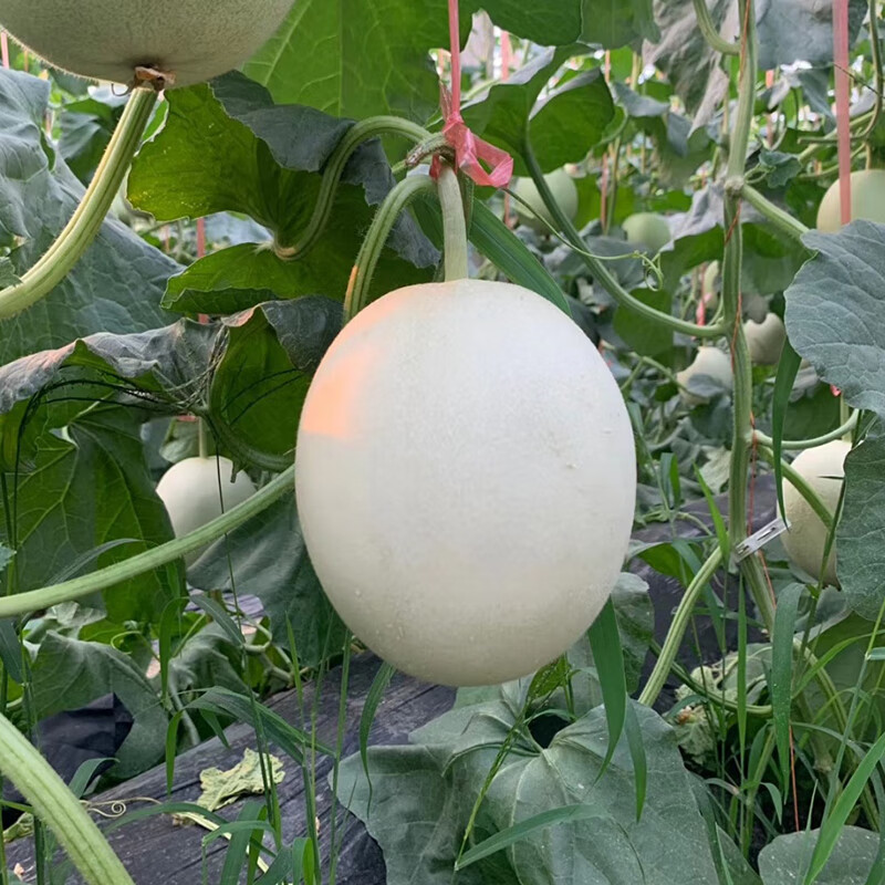 生活＆好管家山东玉菇甜瓜冰淇淋香瓜甜瓜水果当季新鲜现摘整箱 精选暖棚净重4.5-5斤——2-3个