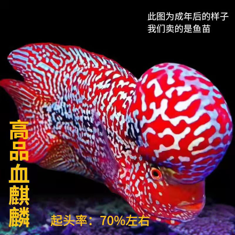 罗汉鱼泰国进口观赏泰金幻彩虹退沙红金花火凤蛇纹泰古典精品鱼 高品
