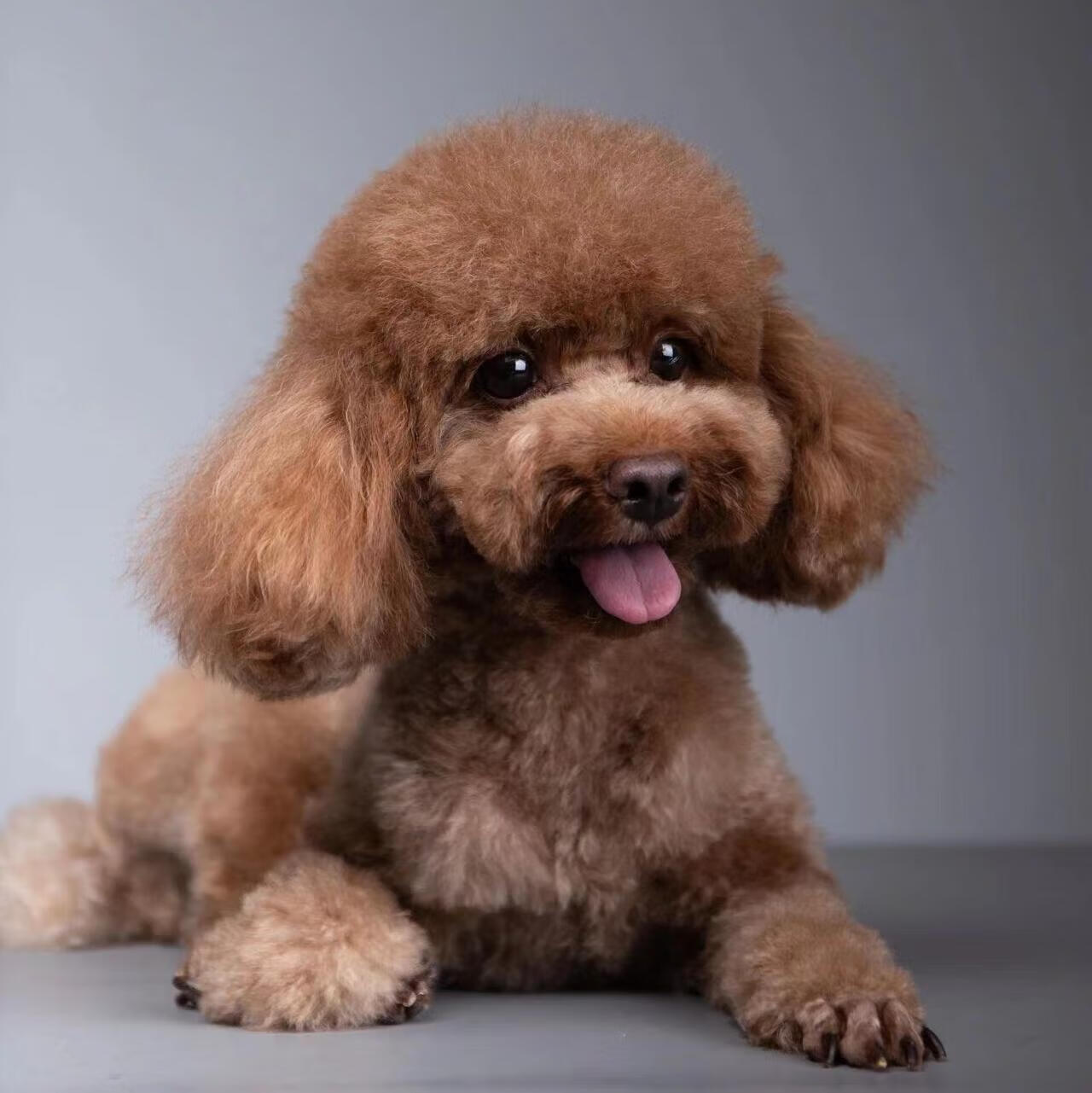 采缇纯种泰迪幼犬活体泰迪狗活体幼犬纯种泰迪犬幼犬活