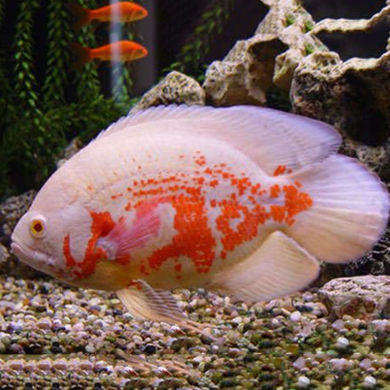 jypet中大型热带地图鱼白地图黑地图淡水鱼活体猪仔鱼活体招财风水鱼