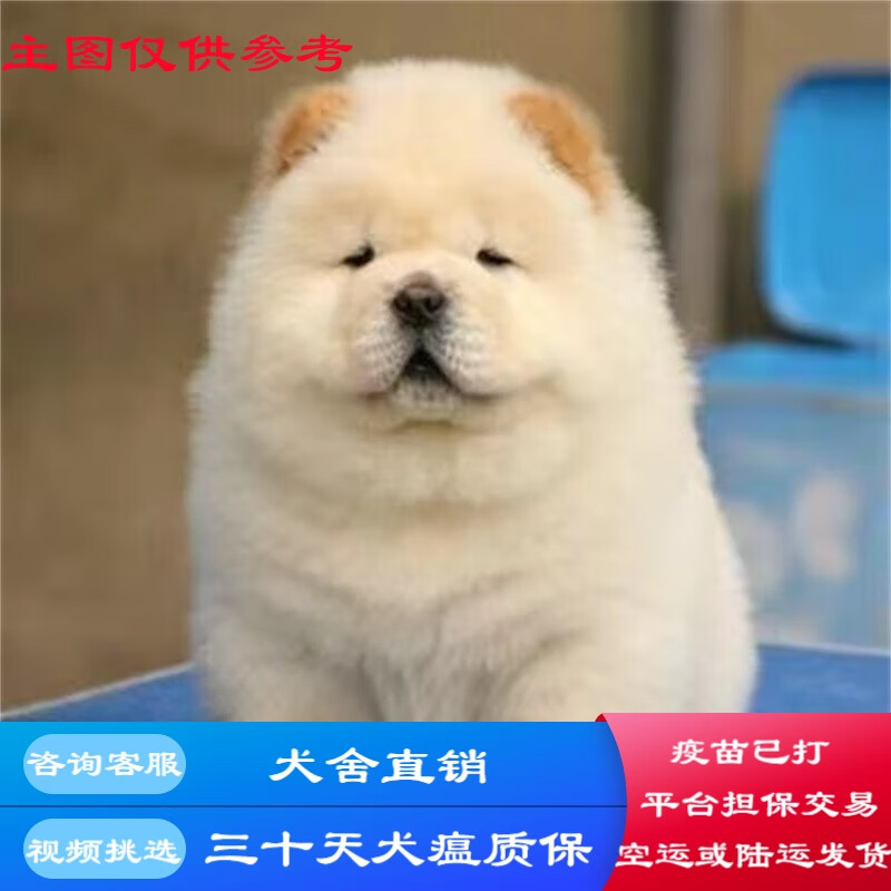 桓瑞宠物 纯种宠物狗狗活体松狮犬幼犬幼崽大型犬 宠物级a款 公