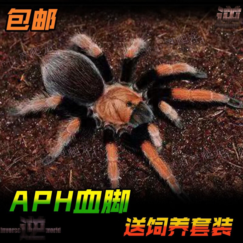 墨西哥血脚宠物蜘蛛aph捕鸟蛛温顺新手入门好养耐活可爱非保育 血脚