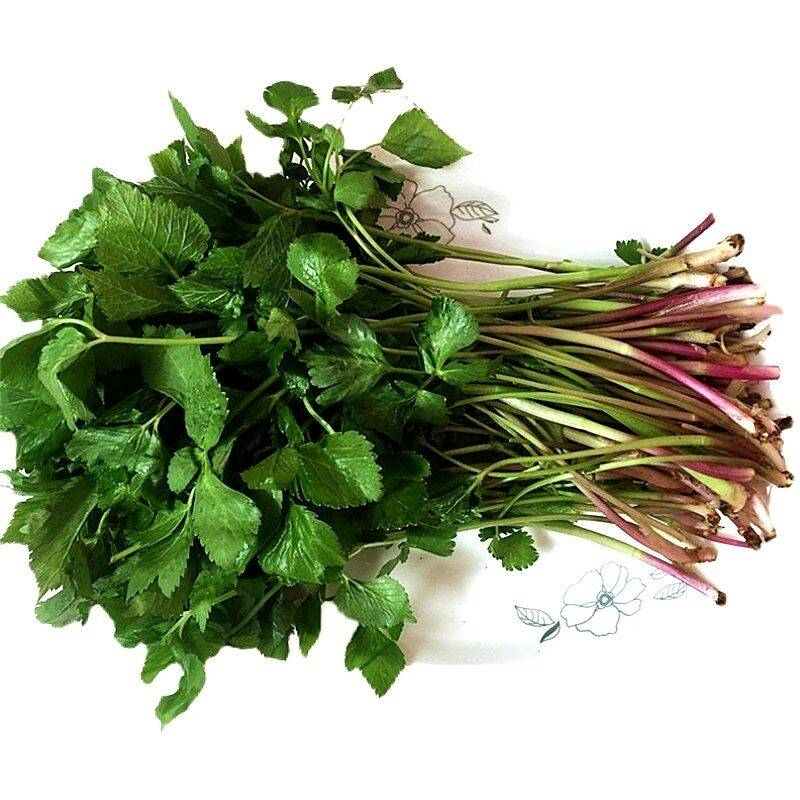 姒桀野生大叶芹菜假茴芹明叶菜蜘蛛香短果茴芹鸭儿芹山芹野蜀芹籽