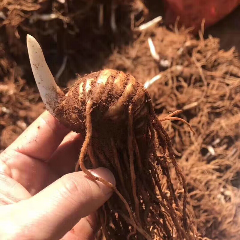 花支蕊七叶一枝花 滇重楼种苗种子 云南多芽华虫楼种籽粉质独角莲中