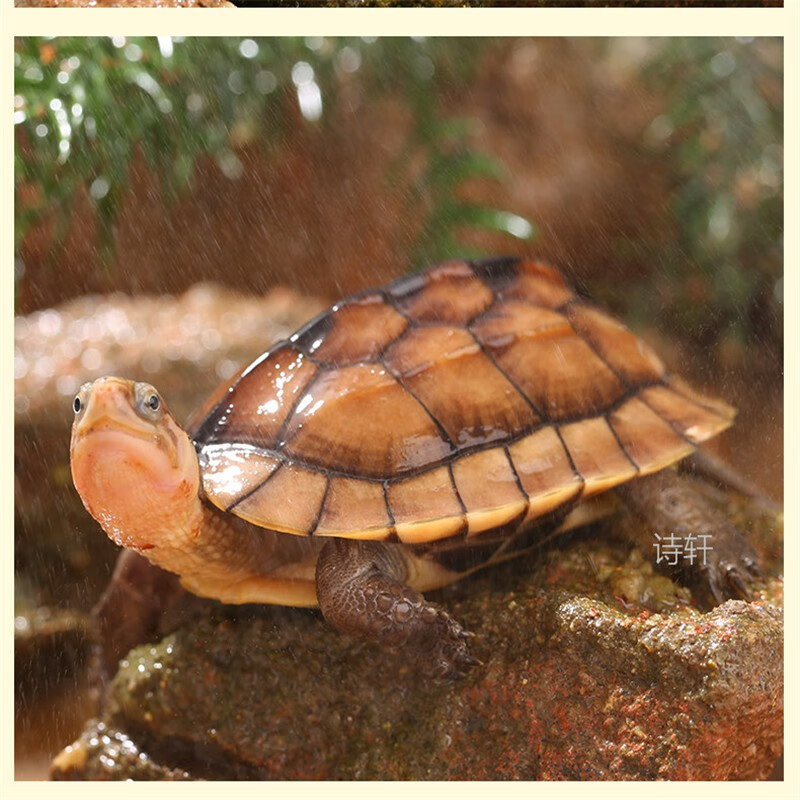 诗轩 南石龟活体纯种南石苗越南石龟苗黄侯龟黄金长寿龟宠物龟观赏