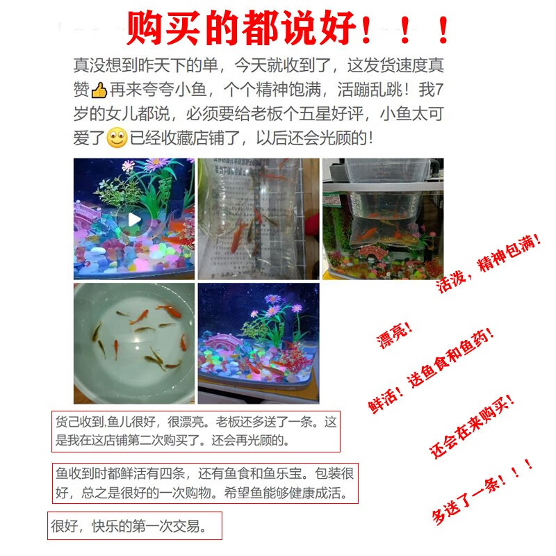 招财如意锦鲤冷水观赏鱼大型纯种精品红白三色招财鱼好养耐活风水鱼活鱼 十全十美（随机颜色10条可指定） 30-35cm
