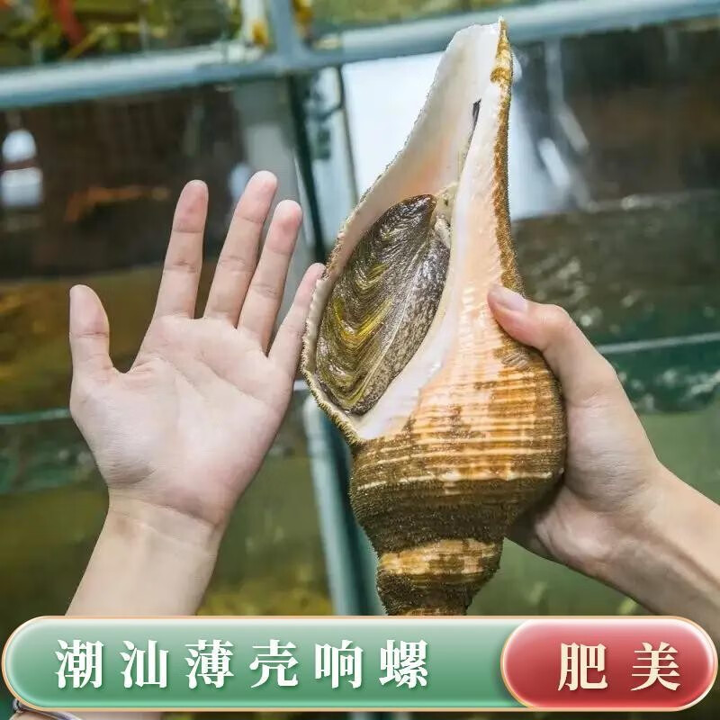 玖纹豹【顺丰冷链】 潮汕薄壳响螺500g海鲜水产鲜活野身大红螺海 1个