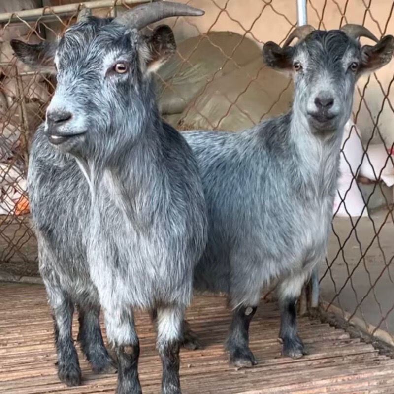 纯种青山羊活羊怀孕母羊高产羊羔羊南疆 订金款非全款