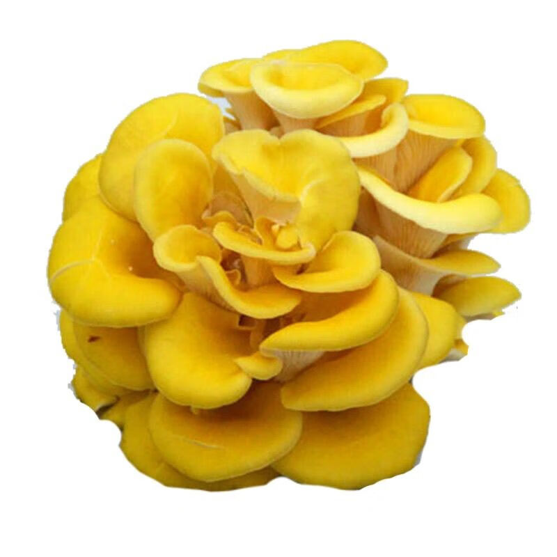 食芳溢云南新鲜鸡油菌黄金菇榆黄蘑酒店食材煲汤简单好吃便宜500g