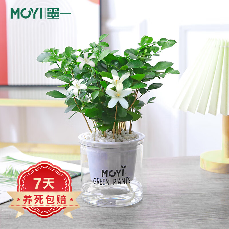 花卉历史价格走势查询|花卉价格走势图
