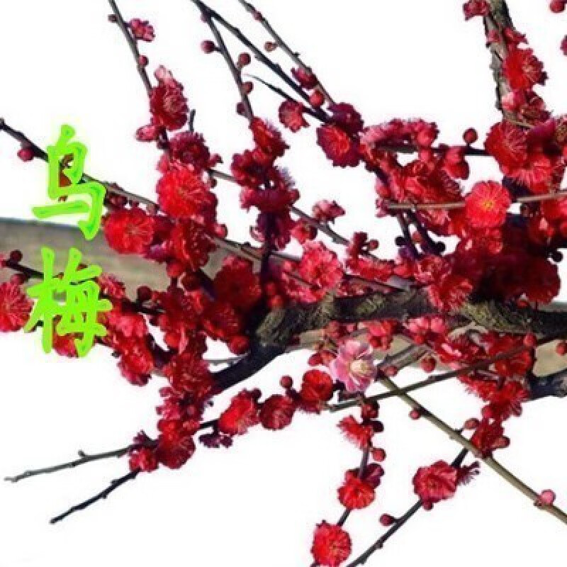 红梅盆栽 梅花苗嫁接梅花树苗冬季素心腊梅原生红梅苗骨里红梅花苗
