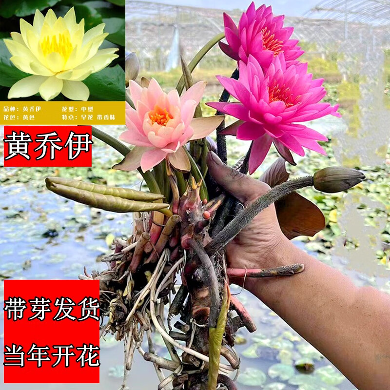 四季水养水莲花苗耐寒大睡莲根块荷花睡莲带芽发货 黄乔伊球根块一颗