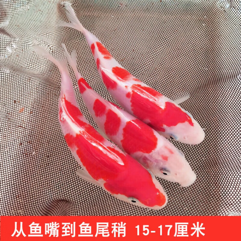 锦鲤活鱼冷水观赏鱼淡水好养耐活小型大型黄金凤尾鱼鱼苗 红白锦鲤3条