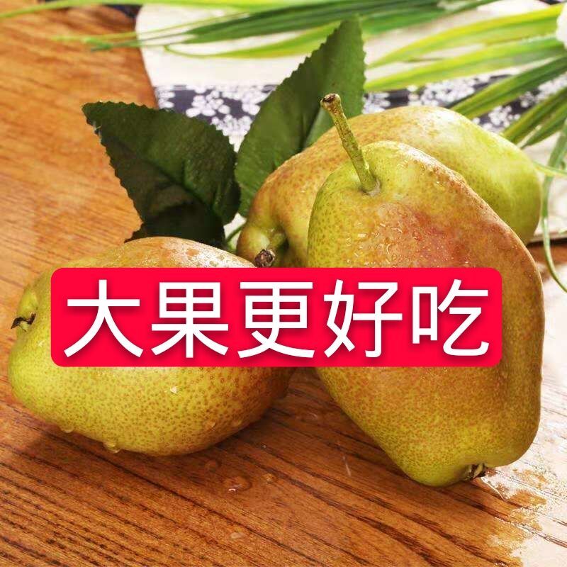 q香梨5/10斤新鲜梨子红香酥梨子水果批发源自新疆库尔勒香梨规格多 推(5斤精品大果)
