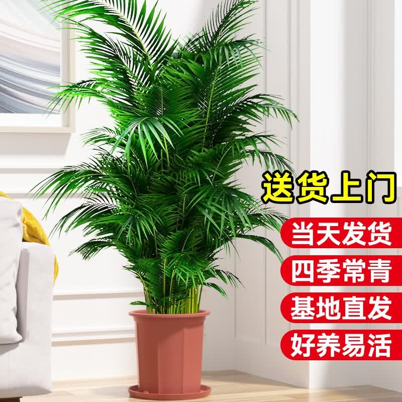 临雅 散尾葵盆栽大型绿植物凤尾竹办公室内客厅除甲醛好养活落地盆景 散尾葵高1.3-1.6m原盆高性价比高么？