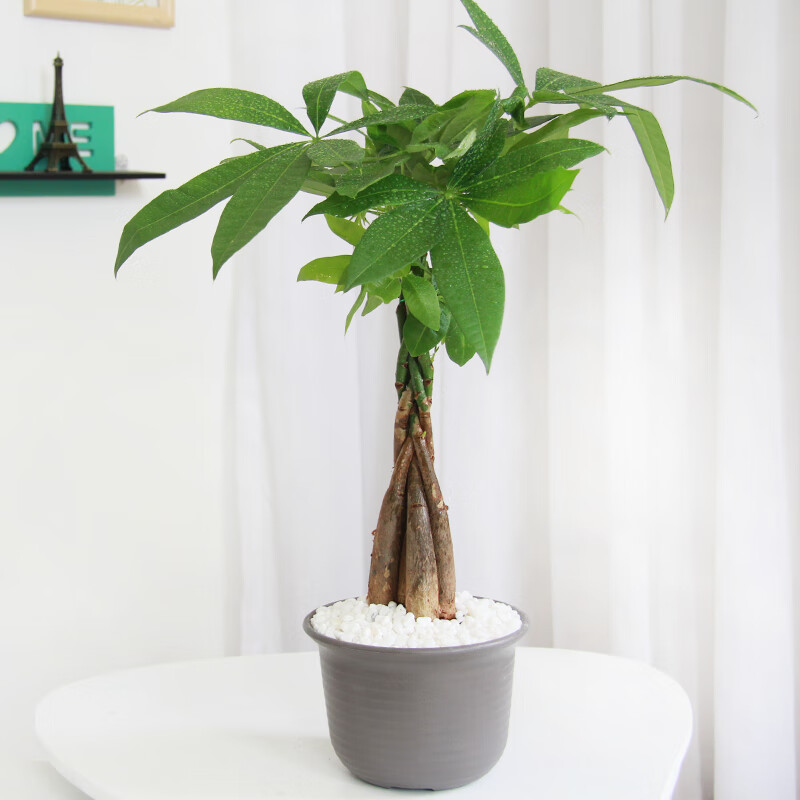 苗盆栽绿色植物室内办公室花卉乔迁四季常青水培植物 辫子(爱丽丝颜色