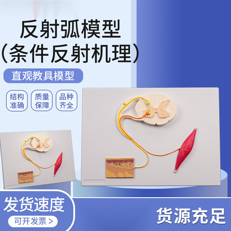 神经元模型 反射弧模型条件反射机理中枢神经解剖模型神经元教学 示