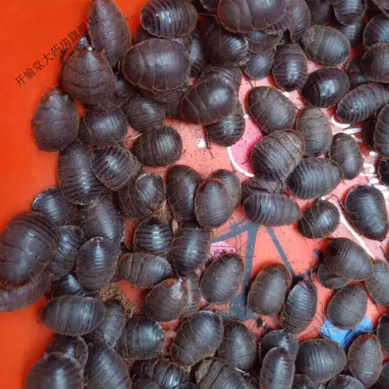 活土元活体土元种卵地鳖虫药食两用偏方中药材土鳖虫 500g活土元