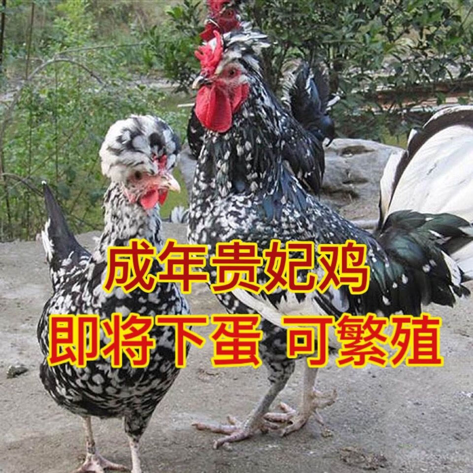 农家散养贵妃鸡活体鲜活即将下蛋贵妃鸡包活到家 贵 贵妃1只母鸡
