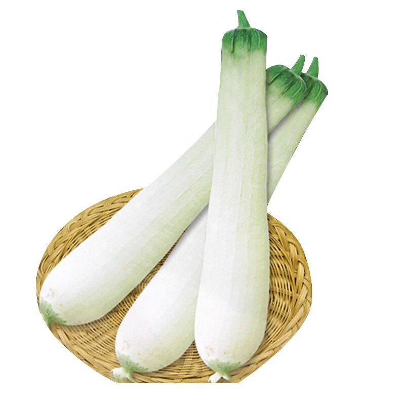 民汇园蔬菜种子白肉丝瓜籽春夏播种白玉霜丝瓜肉质细嫩农家小菜园长