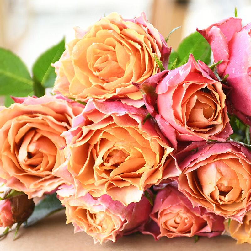 曼杉园(manshanyuan)永远的那不勒斯月季微月小阳台花卉盆栽花苗玫瑰