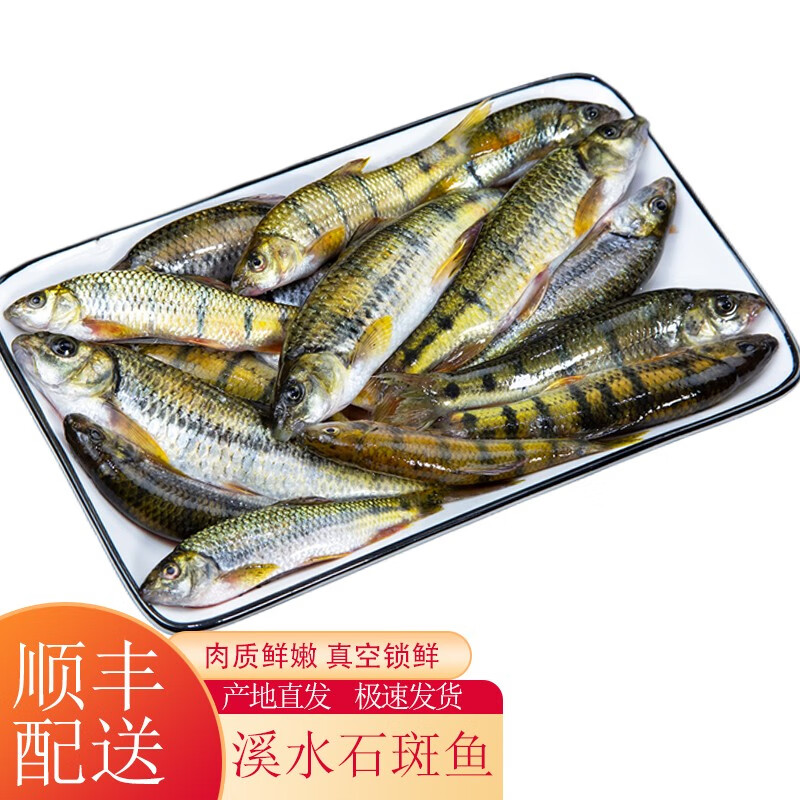昱品源溪石斑鱼淡水光唇鱼小河鱼冷水鱼清水鱼高山泉水鱼黄山石斑鱼杂