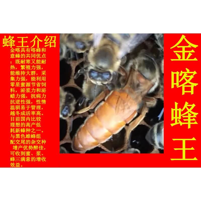 诺捷盛意蜂王 意蜂蜂王 开产王 蜜王 产卵王 生产王 种王 新王蜂群 金喀新产王